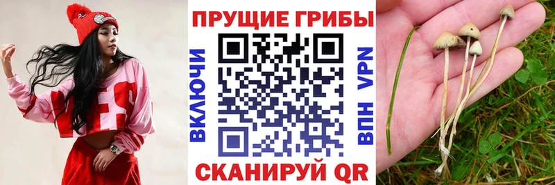 blacksprut онион  Сызрань  Галлюциногенные грибы MAGIC MUSHROOMS 